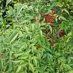 Nandina domestica Плід