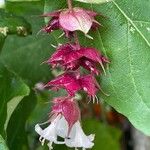 Leycesteria formosa Blüte