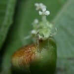 Dalechampia websteri Fruto