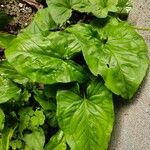 Arum maculatumLeaf