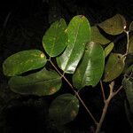 Zanthoxylum amapaense Leaf