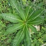 Dipsacus sativus Leaf