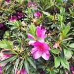 Rhododendron simsii Φύλλο