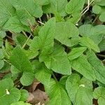 Chenopodium bonus-henricus Leaf