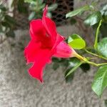 Mandevilla sanderiBlomst