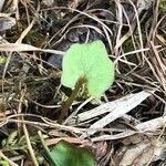 Adenocaulon bicolor Feuille