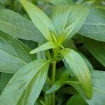 Andrographis paniculata Blad