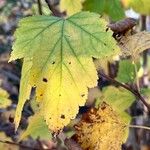 Physocarpus capitatus Leaf