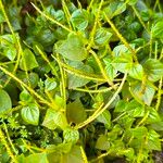 Peperomia pellucida Leaf