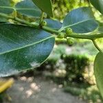 Ilex canariensisFruct