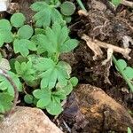 Alchemilla australis पत्ता