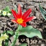 Tulipa kaufmanniana Kwiat