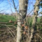 Ulmus minor Blüte