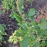 Amaranthus blitum പുഷ്പം