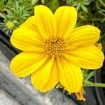 Bidens ferulifolia Virág