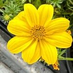 Bidens ferulifolia Кветка