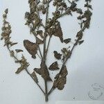 Salvia roborowskii Other