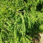 Taxodium distichum Leaf