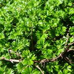 Alchemilla procumbens