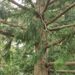 Thuja standishii Habitat