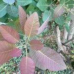 Cotinus obovatus Folha