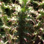 Cirsium fontinale