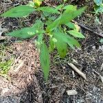 Persicaria lapathifoliaList