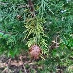 Juniperus virginianaFruit