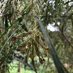 Acacia salicina Fruit