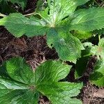 Podophyllum hexandrum Leht