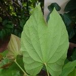 Bauhinia bidentata List