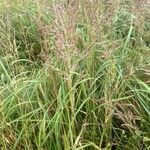 Calamagrostis canescens Λουλούδι