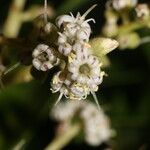 Ardisia densiflora Flower