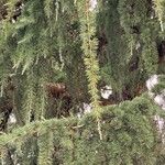 Larix occidentalis List