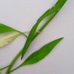Campanula rotundifolia Lehti