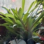 Aechmea weilbachii 葉