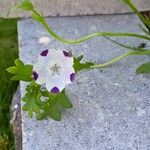 Nemophila maculata Flower