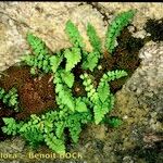 Woodsia alpina Celota