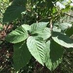 Rubus macrophyllusList