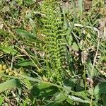 Filipendula vulgaris Ліст