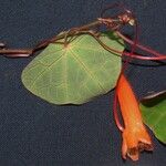 Tropaeolum emarginatum Otro