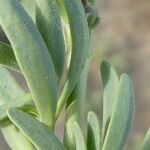 Heliotropium curassavicum 葉