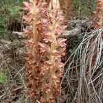 Orobanche rapum-genistae Habitus