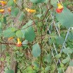 Impatiens capensis Flor