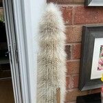 Cleistocactus strausii Frunză