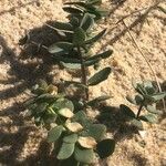 Linaria thymifolia Hoja