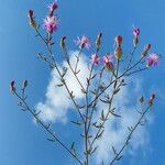 Centaurea stoebe অভ্যাস