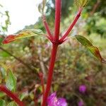 Centradenia inaequilateralis Bark