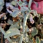 Heliotropium longiflorum बार्क (छाल)