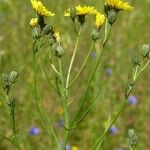 Crepis tectorum Habit